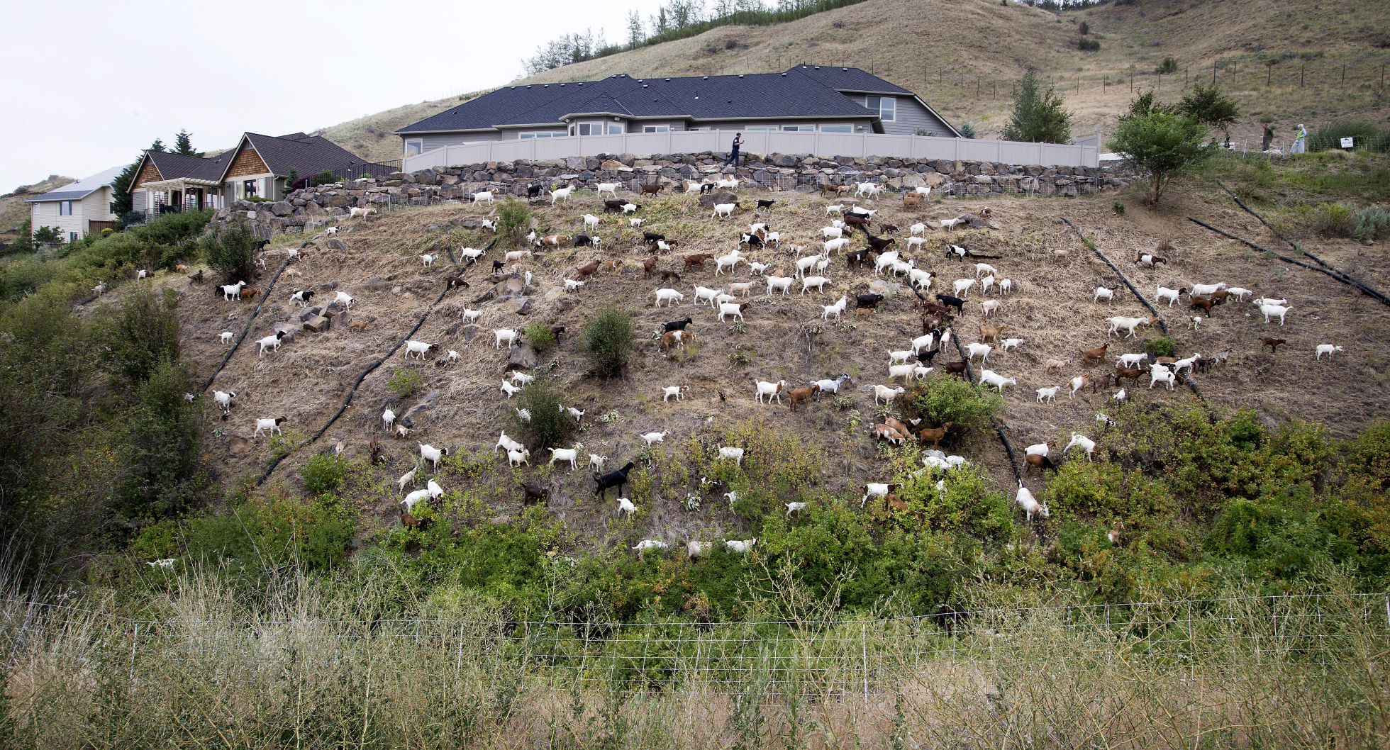 190710-newslocal-goats 05.jpg